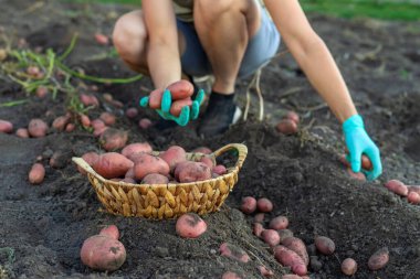 Bahçede pembe patatesleri hasat eden çiftçi..