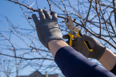 Bahçıvan eldivenleriyle ağaç dallarını buduyor baharda mavi gökyüzünün altında mezhepçilerle..