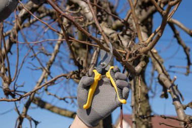 Bahçıvan eldivenleriyle ağaç dallarını buduyor baharda mavi gökyüzünün altında mezhepçilerle..