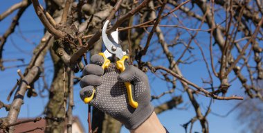 Bahçıvan eldivenleriyle ağaç dallarını buduyor baharda mavi gökyüzünün altında mezhepçilerle..