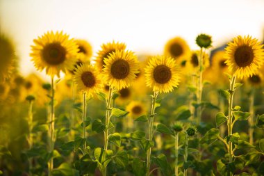 Ayçiçeği tarlası manzarası. Günbatımında çiçek açan ayçiçeği tarlası. Ayçiçeği doğal arka plan, ayçiçeği açan