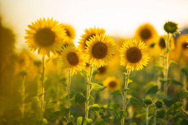 Ayçiçeği tarlası manzarası. Günbatımında çiçek açan ayçiçeği tarlası. Ayçiçeği doğal arka plan, ayçiçeği açan