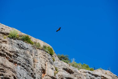 Pireneler 'deki Kolej Boğazı. Baharın ortasında. Gökyüzünde bulut olmayan güneşli bir günde ve tamamen mavi bir gökyüzünde. Gökte bir akbaba yiyecek aramak için kayaların üzerinden uçuyor..