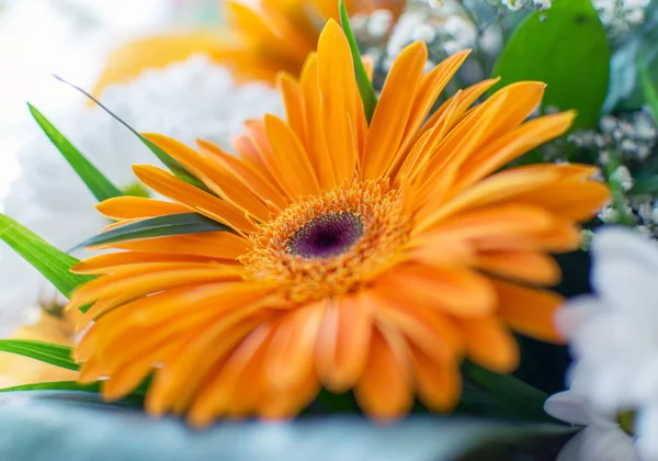 Цветок гербера — стоковое фото