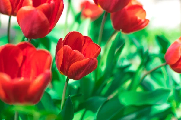 Красное тюльпановое поле — стоковое фото
