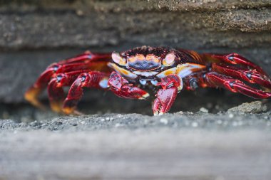 Kırmızı kaya yengeci tarlasının sığ derinliğindeki portre, Grapsus grapsus, Sally Lightfoot yengeci olarak da bilinir, Galapagos adaları, Ekvador, Güney Amerika 'daki lav kayalarında oturmaktadır.