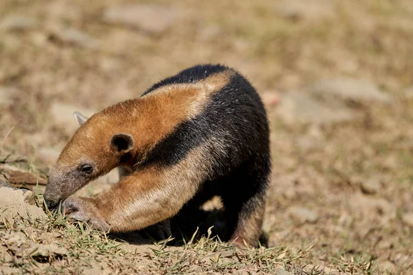 Tamandua Tetradactyla Uma Espécie Tamanduá Gênero Tamandua Pertencente Família Asteraceae — Fotografia de Stock