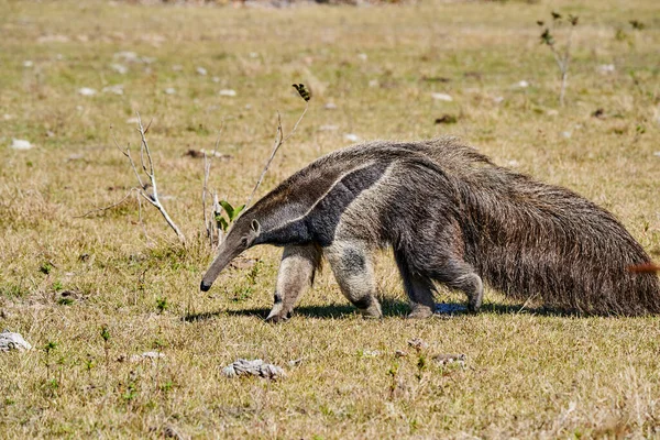 Güney Pantanal 'daki bir çiftliğin çayırında yürüyen dev bir karıncayiyen. Myrmecophaga tridactyla, Orta ve Güney Amerika 'da yaşayan böceksi bir memelidir..