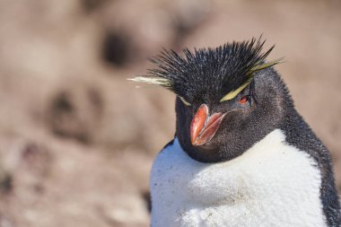 Eudyptes chrysocome, Arjantin 'in patagonya' nın Atlantik kıyısındaki Isla pinguino kayalıklarında yaşayan tepeli penguen türüdür. Kırmızı gözleri ve karakteristik sarı kaşlarıyla tanınır.