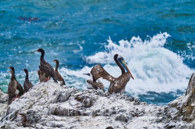 Peru 'nun Pasifik Okyanusu kıyısındaki Paracas ulusal parkında kuş kolonisi. Peru pelikanı, Pelecanus thagus ve Guanay karabatağı veya Guanay sikişmesi, leucocarbo bougainvillii, guano kaplı kayalar üzerinde