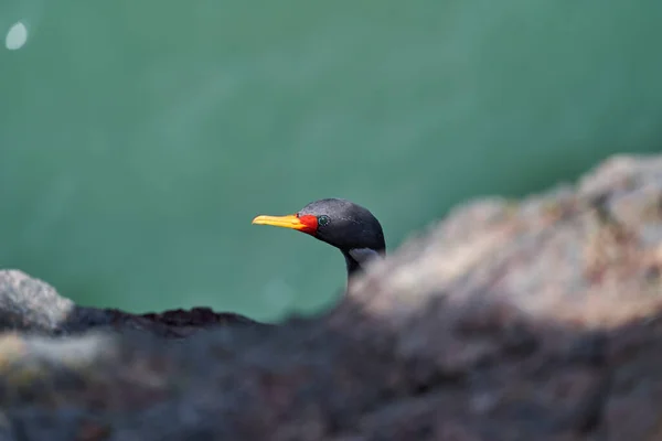 Phalacrocorax Gaimardi Red Legged Cormorant Hypnotic Blue Sprinkled Eyes Sitting — стоковое фото