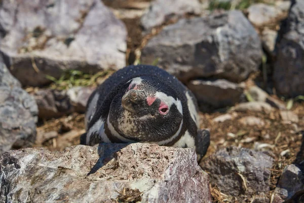 Spheniscus Magellanicus Magellansk Pingvin Sitter Sitt Isla Pinguino Vid Argentinas — Stockfoto