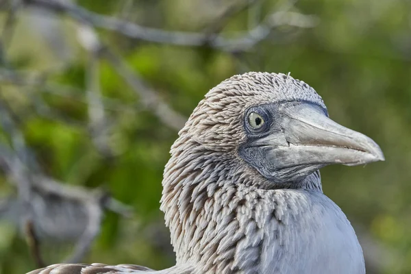 Sinijalkainen Booby Sula Nebouxii Merilintu Galapagossaarilla Ecuadorissa Etelä Amerikassa Istuu — kuvapankkivalokuva