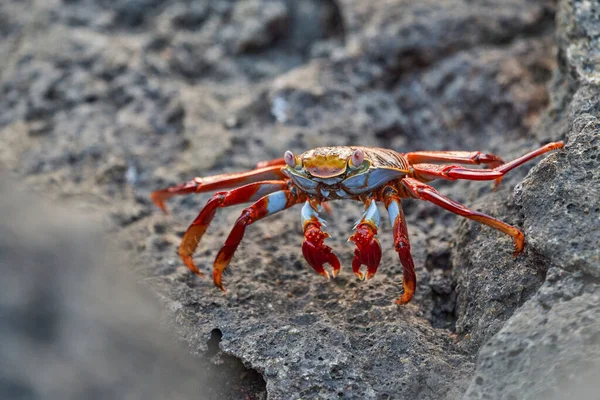 Rote Felsenkrabbe Grapsus Grapsus Auch Bekannt Als Sally Lightfoot Krabbe — Stockfoto