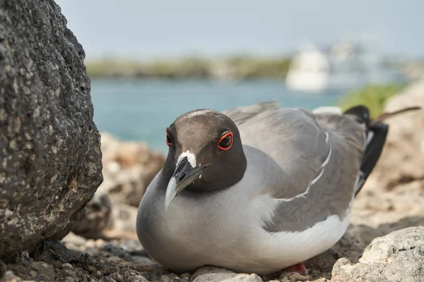 Gaviota Cola Golondrina Creagrus Furcatus Una Ave Marina Ecuatorial Familia — Foto de Stock