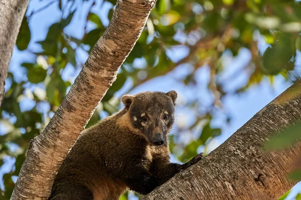 Coati Nasus Nasus Grimpant Travers Arbre Dans Sud Pantanal Brésil — Photo