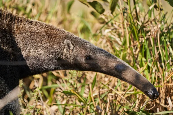 Potret Seekor Anteater Raksasa Berjalan Atas Padang Rumput Sebuah Peternakan — Stok Foto