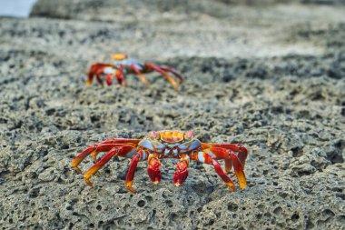 Kırmızı kaya yengeci, Grapsus grapsus, Sally Lightfoot yengeci olarak da bilinir Galapagos adalarının lav kayalarında, Ekvador, Güney Amerika
