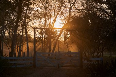 beautiful sunset over a cattle farm, fazenda, with a lot of white cattle, along the Transpantaneira in the wetlands of the Pantanal swamp, with sunlight breaching through trees, Porto Jofre, Brazil clipart