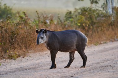 South American tapir, Tapirus terrestris, also called Brazilian, Amazonian, maned, or lowland tapir, on the Transpantaneira to Porto Jofre in the wetlands of the Pantanal swamp, Brazil, South America clipart