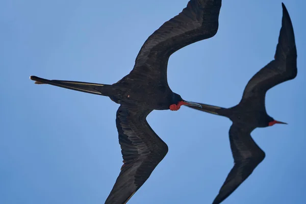 Magnífico Frigatebird Fregata Magnificens Gran Ave Marina Negra Con Característico — Foto de Stock