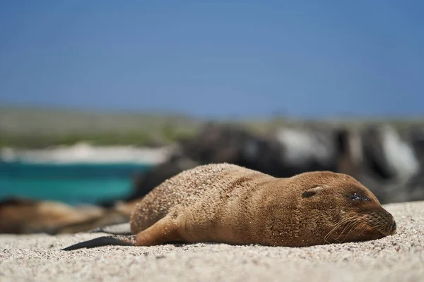 Galapagos sea lion, Zalophus wollebaeki, smallest sea lion species. Cute puppy lying in the warm sunlight on the sandy beach of the Galapagos Islands, Ecuador, South America