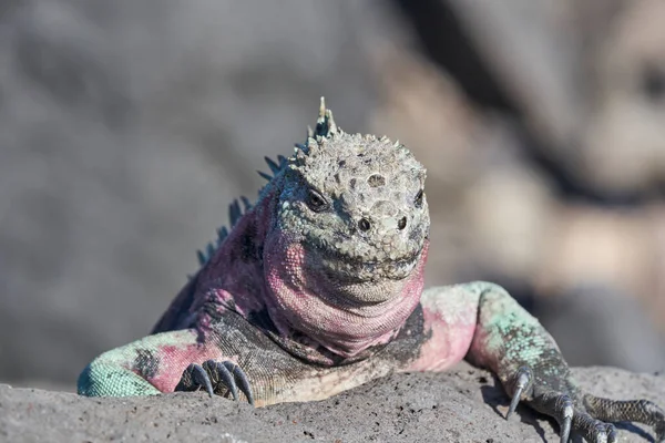 Iguana Marinha Cristatus Amblyrhynchus Também Mar Água Salgada Iguana Marinha — Fotografia de Stock