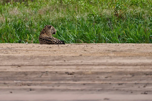 Jaguar Panthera Onca Una Grande Specie Piume Unico Membro Esistente — Foto Stock