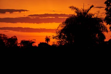 Güzel bir gün batımı, altın ışık ve dramatik gökyüzü ile bir orman manzarası üzerinde siluet palmiye ağacıyla Transpantania 'da pantanal' ın sulak alanlarında Porto Jofre, Brezilya, Güney Amerika