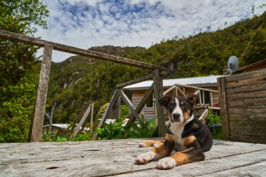 Patagonya, Şili, Güney Amerika 'daki Carretera Austral boyunca Rio Baker' daki kereste kasabası Caleta Tortel 'in ahşap rıhtımlarında küçük sevimli köpek yavrusu.     