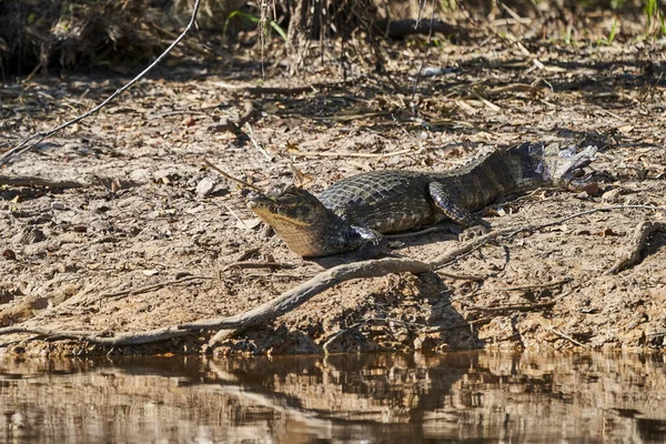 Kaiman Der Sumpf Der Pantanal Feuchtgebiete Entlang Der Transpantaneira Der — Stockfoto