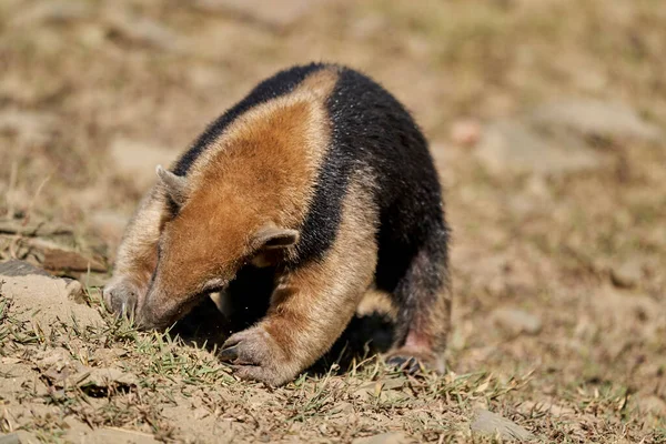 Tamandua Tetradactyla Est Une Espèce Fourmilier Originaire Amérique Sud Qui — Photo