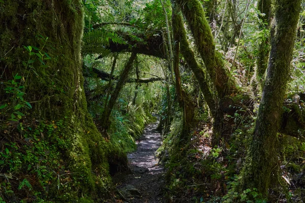 Sendero Oscuro Sobre Selva Que Conduce Través Selva Tropical Del — Foto de Stock