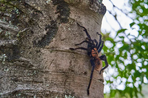 Tarántula Negra Lesserblack Colombiana Xenesthis Immanis Una Gran Araña Aves —  Fotos de Stock