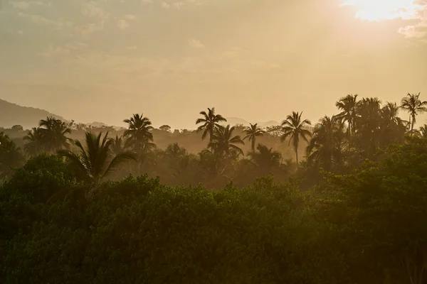 Humeurig Warm Gouden Zonsondergang Boven Een Mistig Bos Van Palmbomen — Stockfoto