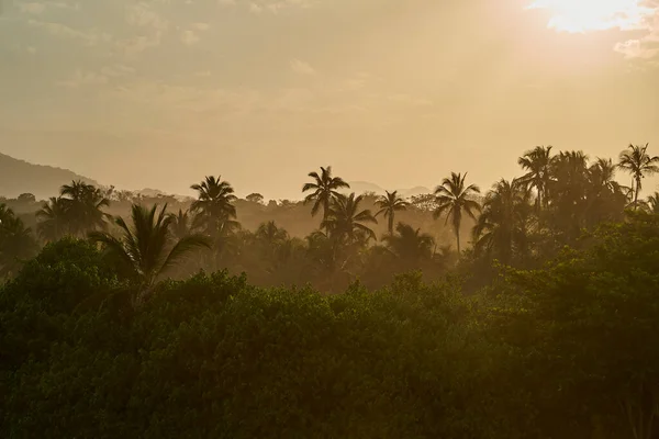 Tramonto Lunatico Caldo Dorato Una Foresta Nebbiosa Palme Parco Nazionale — Foto Stock