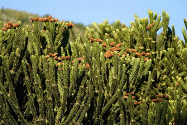 아라우 카리아 아라우 Araucaria Araucana 원숭이 원숭이 피노네로 Pewen 소나무 — 스톡 사진