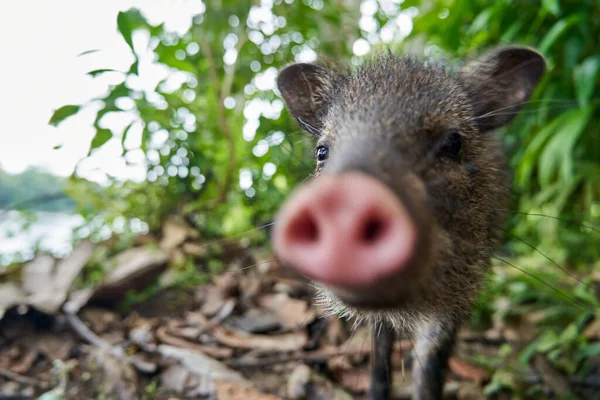 Potret Dengan Kedalaman Dangkal Lapangan Dan Moncong Kabur Dari Babi — Stok Foto