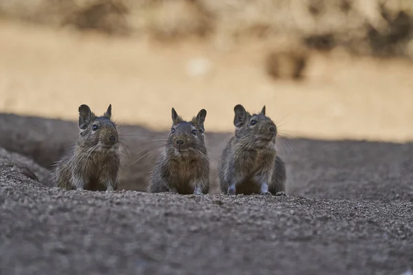 Mignons Petits Degus Octodon Octodontidés Rongeurs Originaires Amérique Sud Groupe — Photo