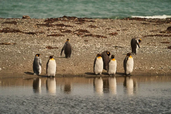 Aptenodytes Patagonicus Pingüinos Rey Blancos Negros Que Viven Antártida América — Foto de Stock