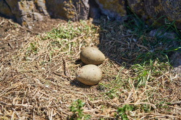 パタゴニアのアルゼンチン沿岸の島の鳥の巣に横たわっている茶色の卵 — ストック写真