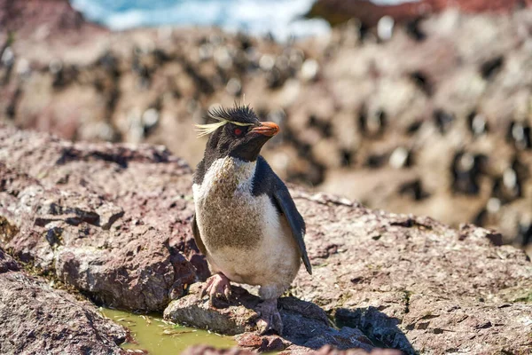 Eudyptes chrysocome is the rock hopper penguin also known as crested penguin living on the rocky and steep cliffs of isla pinguino at the atlantic coast of patagonia in argentina. it is known for its red eyes and characteristic yellow eye brows