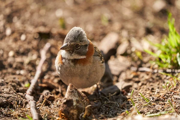 Zonotrichia Capensis Rufous Collared Sparrow Small Bird Patagonia South America — стоковое фото