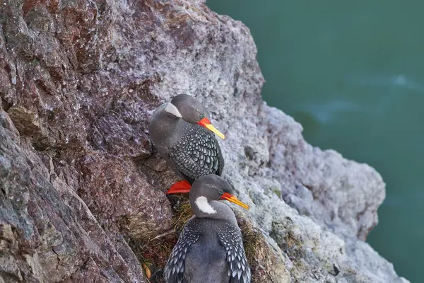 Phalacrocorax Gaimardi Cormorán Patas Rojas Con Ojos Salpicados Azul Hipnótico — Foto de Stock