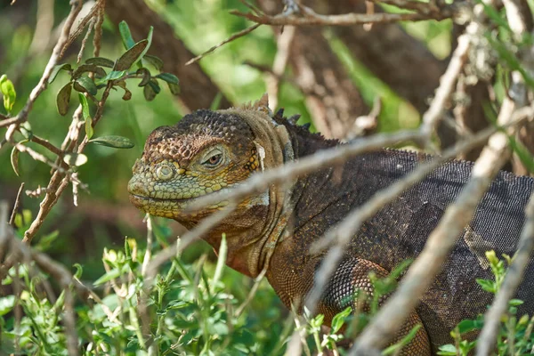 Galapagos Landleguan Conolophus Subcristatus Seinem Natürlichen Lebensraum Eine Gelbe Eidechse — Stockfoto