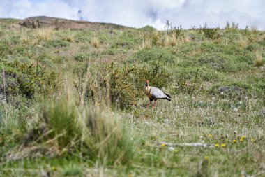 Theristicus melanopis, Güney Amerika 'nın güneyinde ve batısında bulunan Threskiornithidae familyasından bir kuş türü.