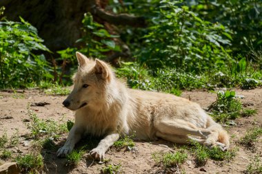 Büyük ve beyaz Hudson Körfezi Kurdu, Kuzey Amerika 'da Hudson Körfezi' nin kuzeybatı kıyısında ve Kuzey Kutup Denizi 'nde yaşar. Canis lupus hudsonicus, sıcak güneş ışığında yatıyor.