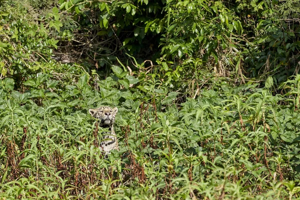 Jaguar Panthera Onca Est Une Grande Espèce Félidés Seul Membre — Photo