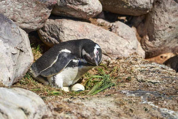 Spheniscus magellanicus, Macellan pengueni Patagonya 'nın Arjantin kıyısındaki Isla pinguino' da yuvasında oturmuş kayalık kayalıklarda iki yumurta kırıyor.