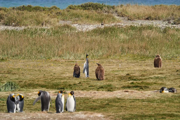 Aptenodytes Patagonicus Svartvita Kung Pingviner Som Bor Antarktis Och Sydamerika — Stockfoto